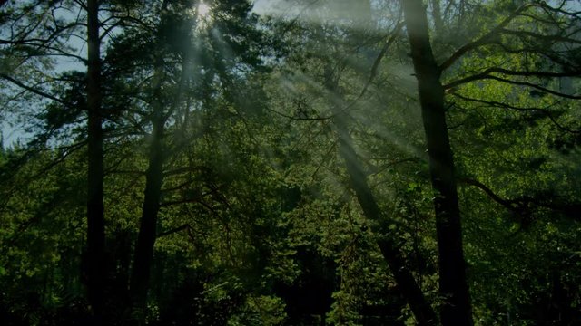  morning fog in the forest
