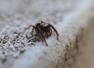 Hairy Big eyes Spider with deadly Fangs