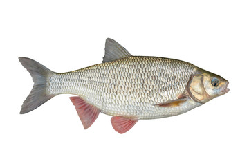 Ide fish isolated on white background