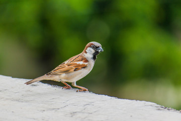 sparrow