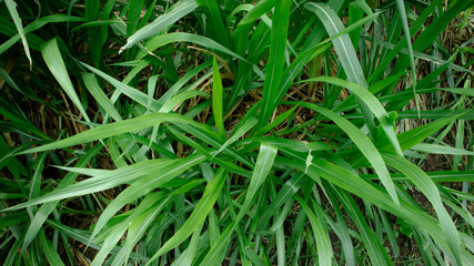 Fototapeta na wymiar Pennisetum purpureum is a large, highly nutritious grass that is usually used as feed. Other variant called Odot in Indonesia