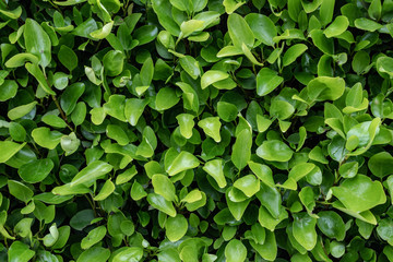 Fototapeta na wymiar Fresh green leaves background
