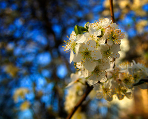 flowers of a tree in spring