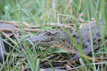 Krokodil, Botswana Süd Afrika