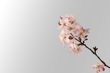 Sakura branch isolated on a gray gradient background. Top view.