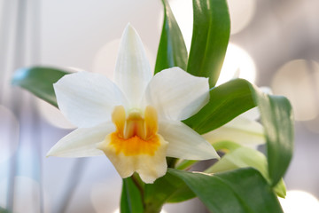 Fototapeta na wymiar Beautiful white and orange orchid flowers blur background in the garden