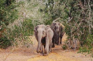 Fototapeta na wymiar A herd of elephant on the move and walking towards the camera