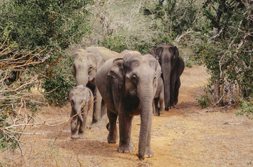 Obraz premium A herd of elephant on the move and walking towards the camera