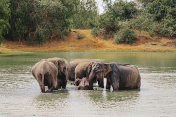 Fototapeta na wymiar A herd of elephants swimming in the river and lake. Adults and little elephants take a bath and enjoy life. 