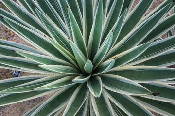Green leaf texture. Leaf texture background. tropical leaves, abstract green leaves texture, nature background.