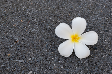 Fototapeta na wymiar Frangipani flower on the floor.