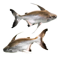 Collage of gaff topsail catfish on white background