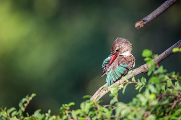 Brown-hooded Kingfisher grooming and preening in Kruger National park, South Africa ; Specie...
