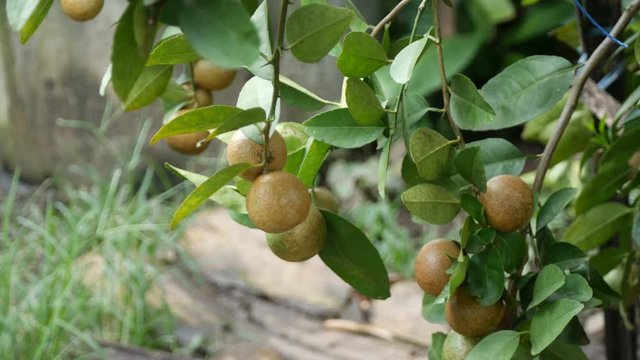 lime canker disease causes by bacteria