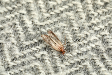Common clothes moth (Tineola bisselliella) on light grey fabric, closeup