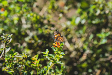 butterfly on a flower