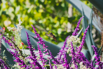 Obraz premium hummingbird with flowers
