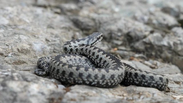 Dangerous adder viper snake (Vipera berus) jump, attack and bite