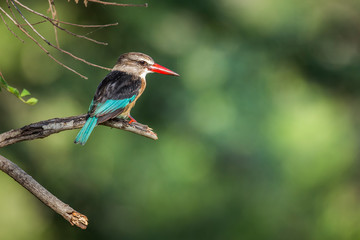 Brown-hooded Kingfisher standing on a branch isolated in blur background in Kruger National park,...