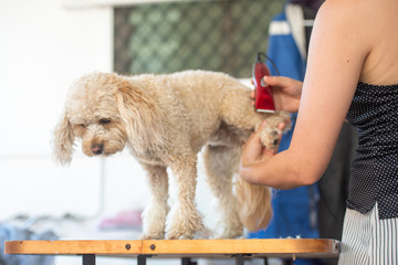 キャバプーのトリミング