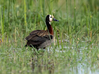 A beautiful White-faced Whistling Duck is grazing at the beach of Lake Baringo, Kenya