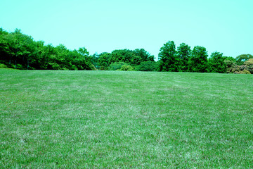 Obraz premium 新緑 新緑の芝生広場 新緑の草原 芝生広場 草原