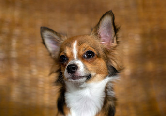 Long haired chihuahua dog face.