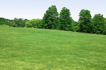 新緑　新緑の芝生広場　新緑の草原　芝生広場　草原