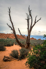 Panoramic landscape of Capitol Reef National Park in Utah. Travelling in U.S. The road and landscape. Giant Twin Rocks of Capitol Reef National Park in Utah