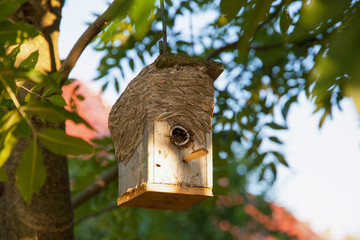 von Wespen erobertes Vogelhaus