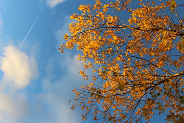 arbre en automne