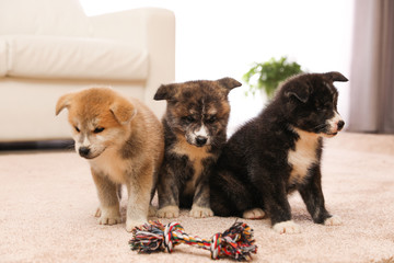 Cute Akita inu puppies with toy indoors. Friendly dogs