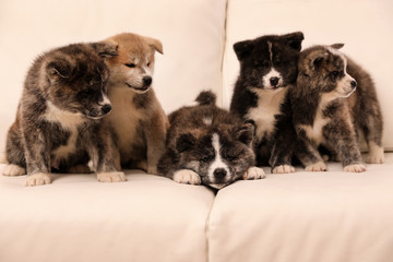 Cute Akita inu puppies on sofa indoors. Friendly dogs