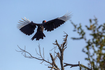 Southern Ground Hornbill flying isolated in blue sky in Kruger National park, South Africa ; Specie Bucorvus leadbeateri family of Bucerotidae