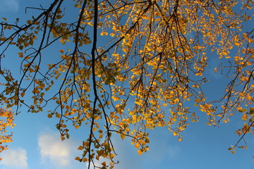 arbre et ciel