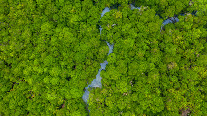 Aerial top view background forest, Texture of mangrove forest.