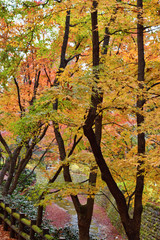 京都 北野天満宮 御土居 もみじ苑の美しい紅葉（京都府京都市）　Kyoto Kitano Tenmangu Shrine, Odoi, Beautiful  autumn leaves of Momijien (Kyoto City, Kyoto Prefecture)	
