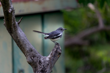 Little bird, Beautiful bird. in the garden