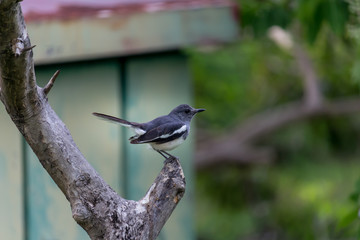 Little bird, Beautiful bird. in the garden