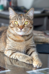 gray adult cute cat looks surprised with big eyes. close up. sitting on a Desk in the office