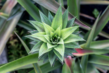 Fototapeta premium Close-up Thai Flower in the park.