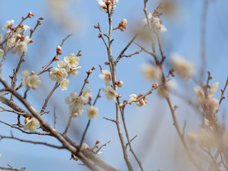 白い梅の花