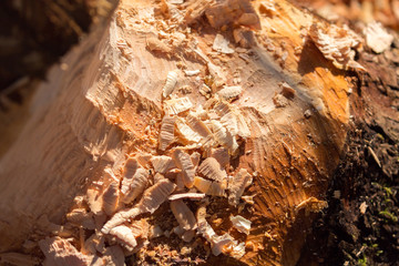 HERRSCHING, BAVARIA / GERMANY - Dec 3, 2019: Close-up of a tree trunk with traces of beaver teeth. In the front wood shavings. Beavers cut down trees for two reasons: food and building dams.