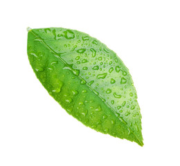 Naklejka na ściany i meble Fresh green citrus leaf with water drops isolated on white