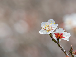 白い梅の花