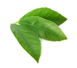Fototapeta na wymiar Fresh green citrus leaves isolated on white