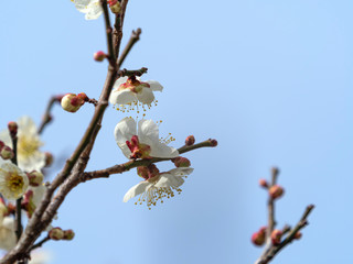 白い梅の花