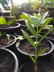 young plant in a pot