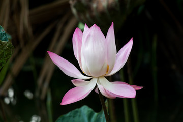 Blooming Lotus flower or Water Lily on the pond. With sunset time.