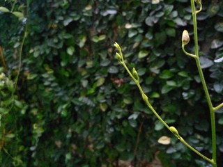 branch of a tree in spring